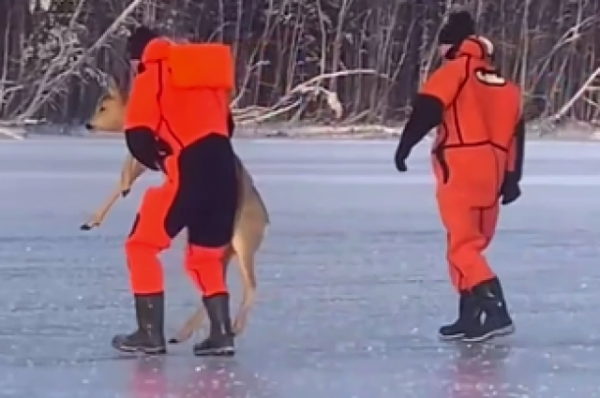 Сотрудники МЧС спасли косулю на водохранилище в Свердловской области