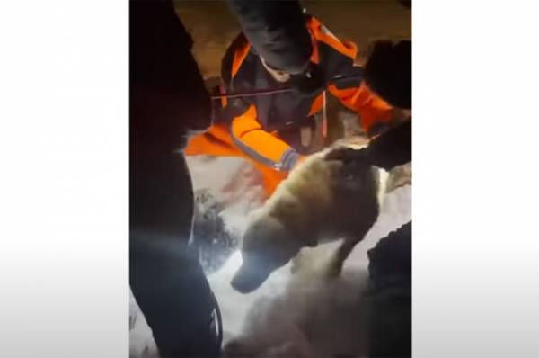 Лабрадор спасен из воды. События в Москве и области к утру 22 января