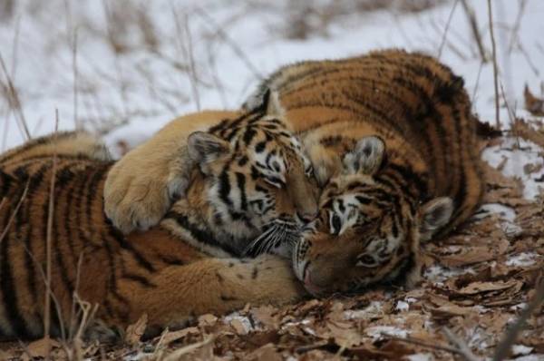 Жительницу Приморья оштрафовали за ложную информацию о нападении тигра