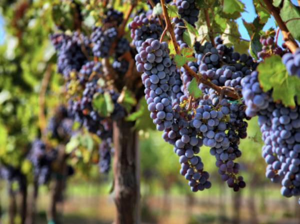 Названы неоднозначные тенденции развития глобальной винодельческой индустрии