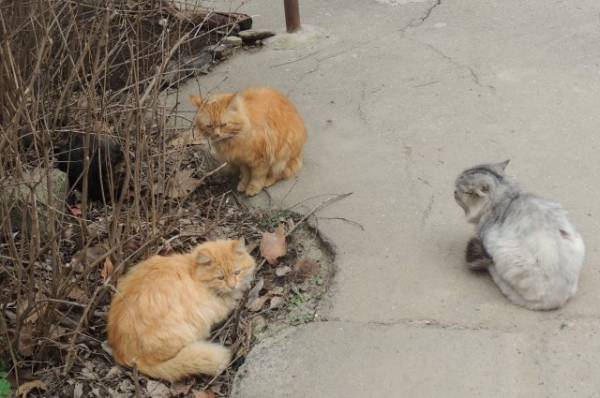 Полиция в Краснодаре проводит проверку сообщений об отравлении 10 котов