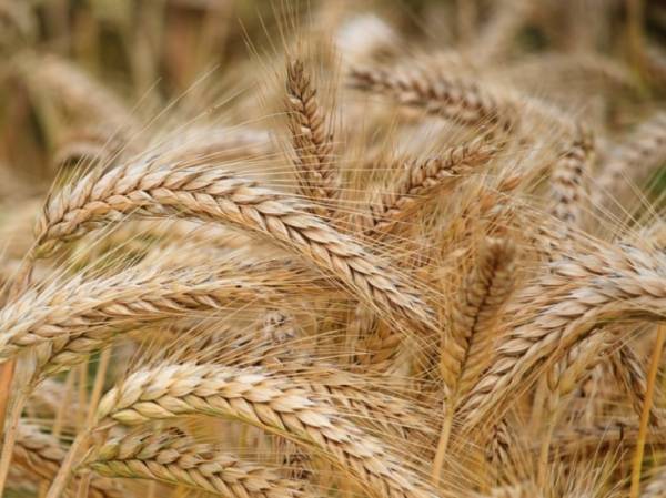 Еврокомиссия готовит введение тарифов на аграрную продукцию из РФ