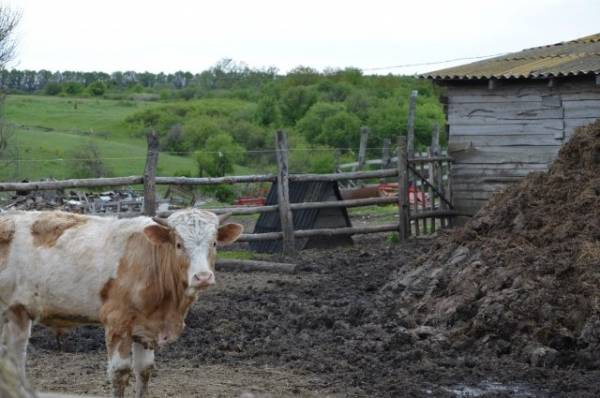 В Дагестане упавшего в канал быка спасли с помощью крана