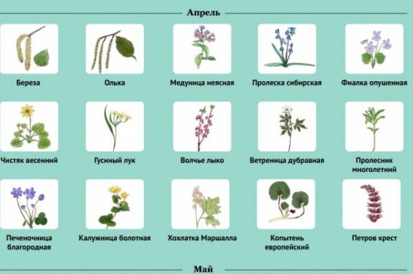 Какие растения, вызывающие аллергию, зацветут в апреле 2024 года?