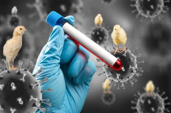 Смертельный вирус-мутант. Птичий грипп может перейти на человека