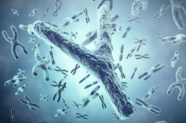 Что такое синдром ломкой хромосомы?