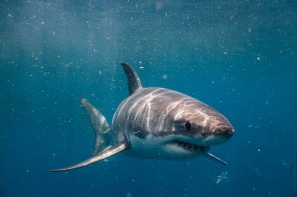 Фейк? Эксперты усомнились, что акула напала на туриста из РФ на Мальдивах