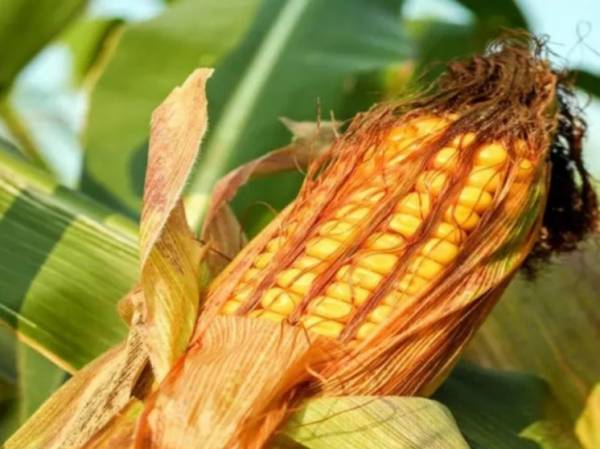 Китайские импортеры отказались от поставок кукурузы с Украины