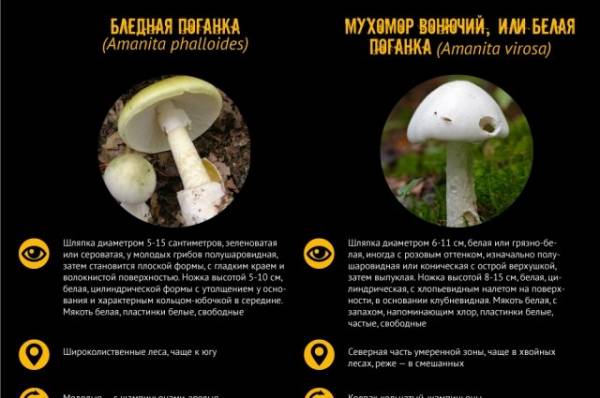 Как часто можно есть грибы без вреда для здоровья?